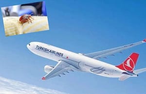 THY böcek ilaçlama hizmeti sunuyor mu? Merak edilenler ve detaylar - Kapak Görseli