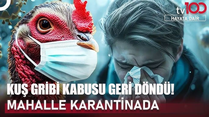 Kuş Gribi En Çok Hangi Hayvanda Görülür? Merak Edilen Cevap! - Kapak Görseli