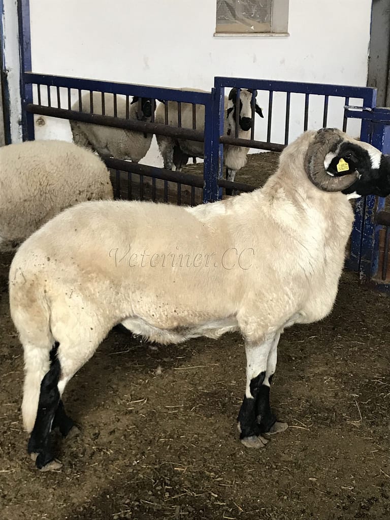 Sakız Koyunu ile Tahirova Koyunu Çiftleşir Mi? Merak Edilenler Açıklanıyor - Kapak Görseli