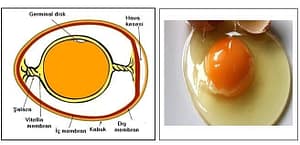 Yumurtada Katılık mı, Sıvılık mı? Doğru Pişirme Yöntemi Nedir? - Kapak Görseli
