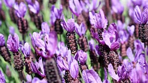 Karabaş Çayı Nedir, Faydaları Nelerdir? Merak Edilenler Yanıtı - Kapak Görseli