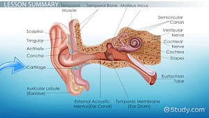 Auricular Cartilage Nedir? Kulak Kıkırdağının Bilinmeyen Özellikleri - Kapak Görseli