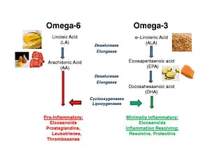 Omega-3 ve Omega-6 Dengesizliği Neden Olur? Bilmeniz Gerekenler - Kapak Görseli