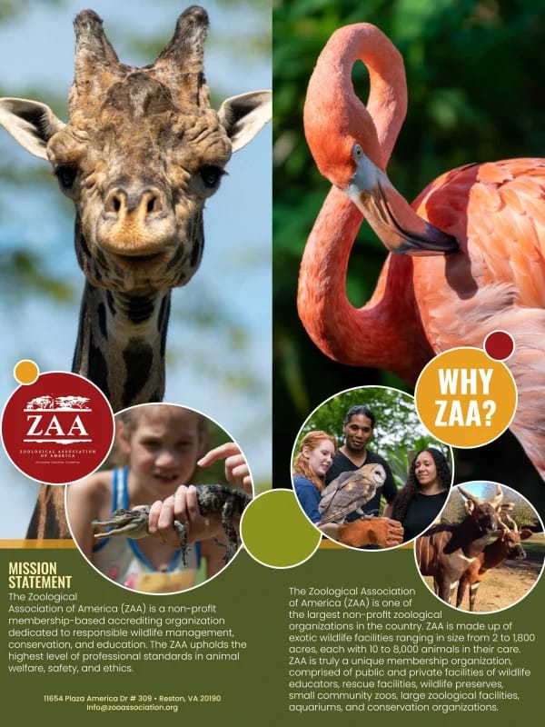 Zaa ne işe yarar? - Görsel 5